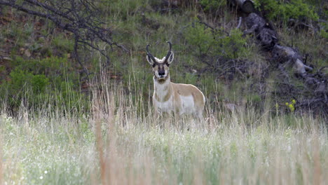 Pronghorn-adult-male-looking-at-camera,-standing-in-morning-dew-grasses