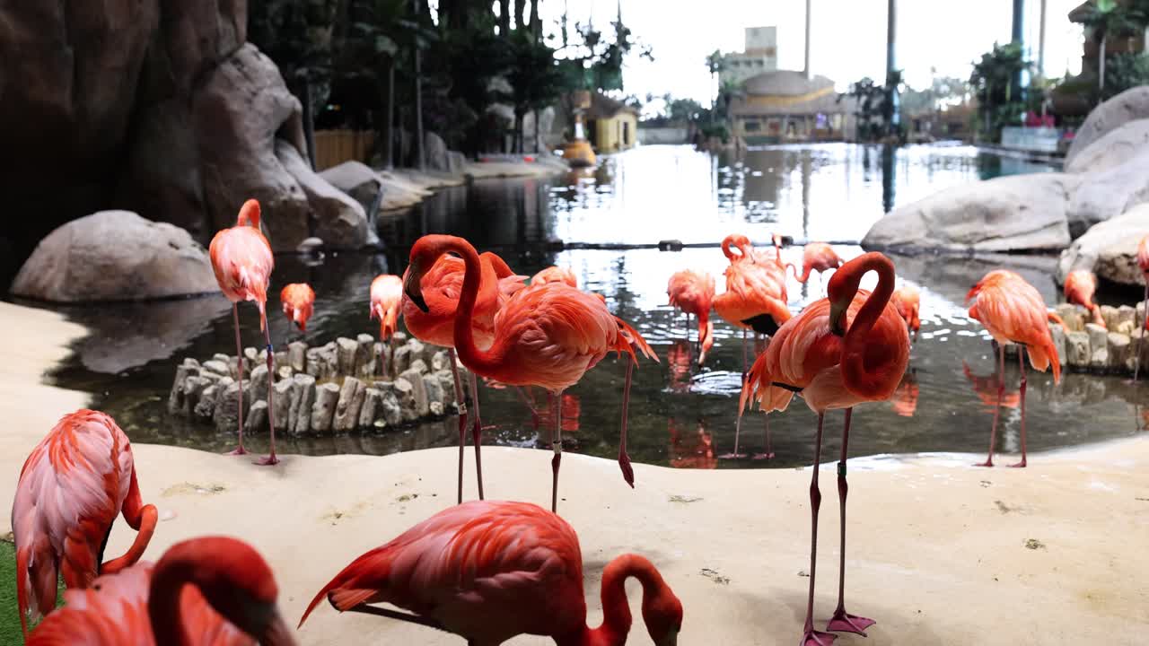 Group of Flamingos in a Natural Habitat
