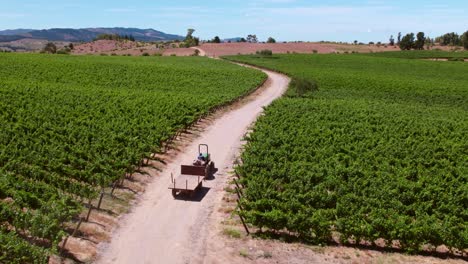 Tractor-Drives-Between-Green-Grapes-Landscape-in-Chile-Vineyards,-Andean-Cordillera-Coastal-Valley-of-Maule,-Cauquenes,-Wine-Travel-Region