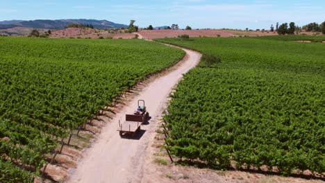 Traktor-Fährt-Zwischen-Grüner-Traubenlandschaft-In-Chilenischen-Weinbergen,-Andenkordilleren,-Küstental-Von-Maule,-Cauquenes,-Weinreiseregion