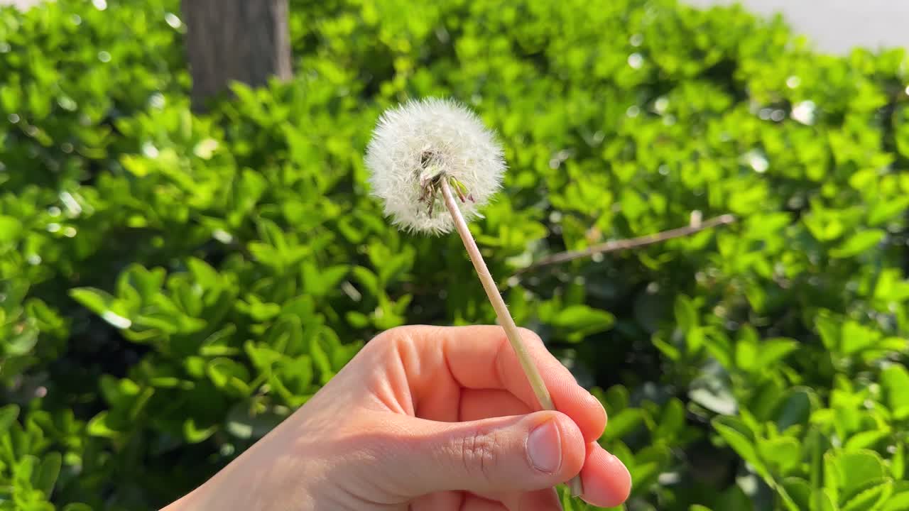 Dandelion seeds floating in sunny breeze wind of change the wildflower meadow in Tehran Iran scenic landscape nature outdoors soft petals fresh grass spring beauty pastoral relaxation sunlight