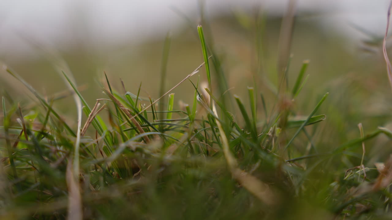 Close-up of lush green grass swaying in the breeze. Perfect for nature documentaries or garden-inspired projects