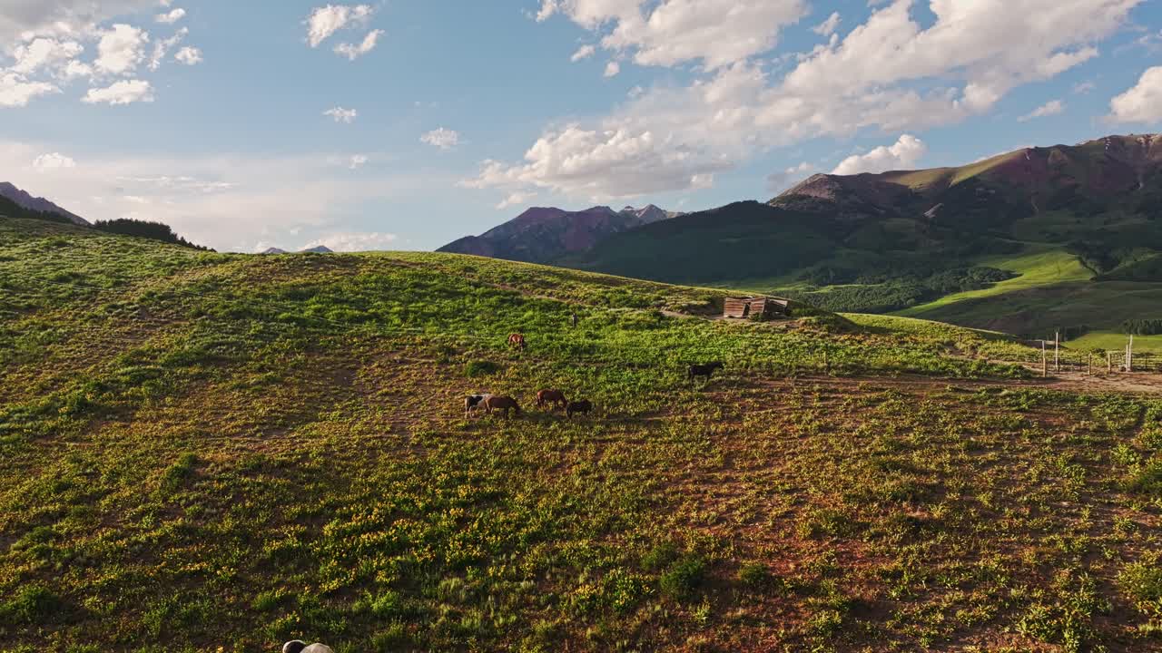 aerial sobre una colina cerca de la montaña crested butte con caballos salvajes en primer plano, colorado, ee.uu.