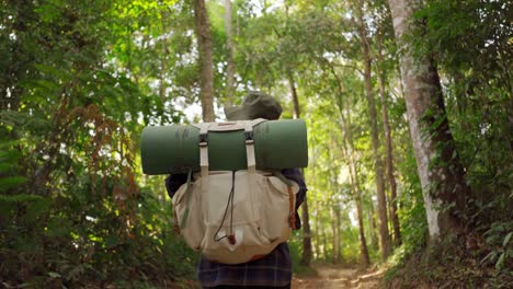 una mujer caminando en la selva de la selva tropical. vista trasera de una excursionista caminando con una mochila a través de la densa naturaleza de la bosque tropical en un día de verano, efecto sol.