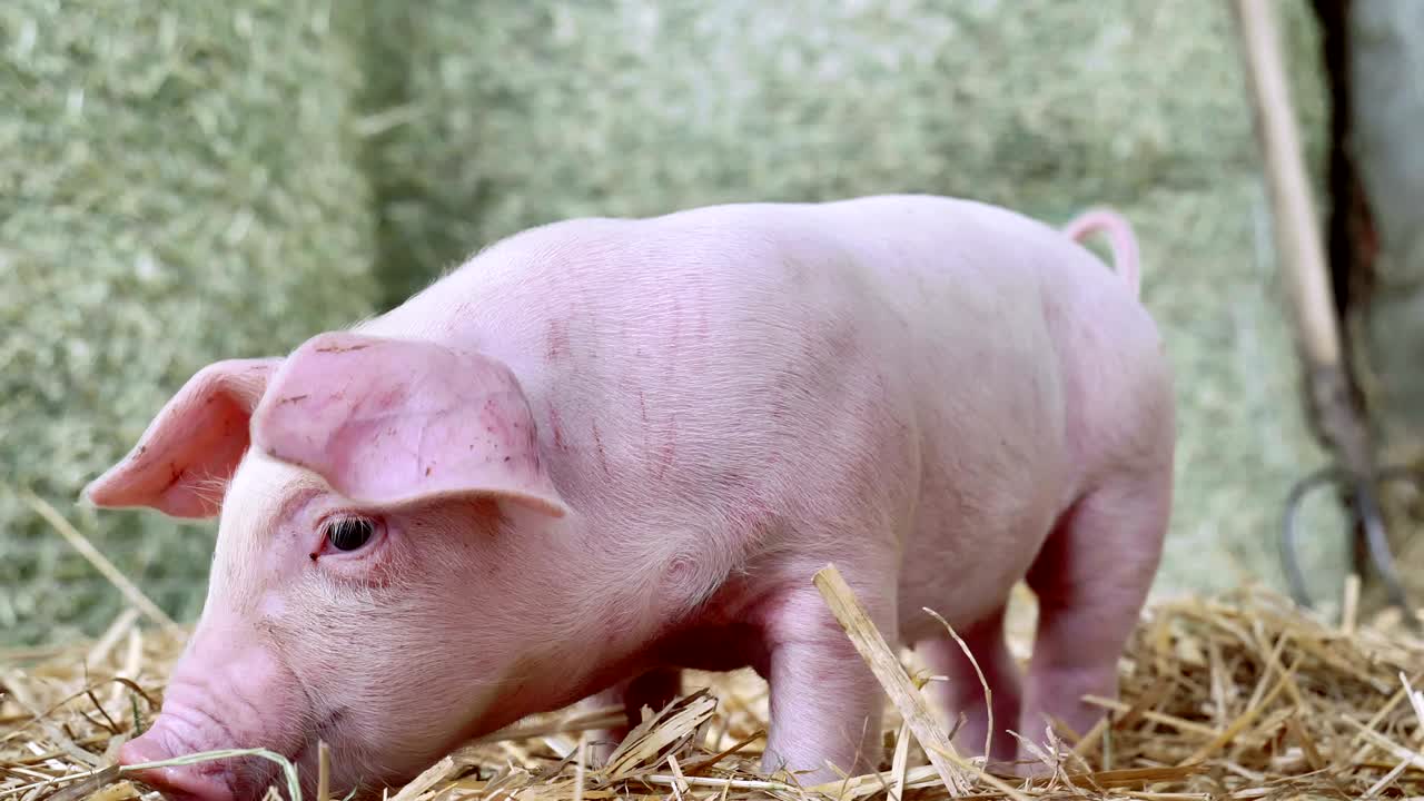 свинья, новорожденная, стоящая на соломинке на ферме. концепция биологического, здоровья животных, дружбы, любви к природе. веганский и вегетарианский стиль. уважение к животным.