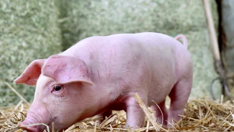 a piglet newborn standing on a straw in the farm. concept of biological , animal health , friendship , love of nature . vegan and vegetarian style . respect for animals.