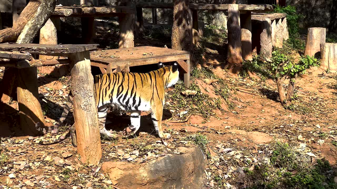 tigre caminando por el hábitat natural en el zoológico