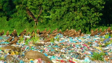 birds  in waste landfill pollution in bangladesh
