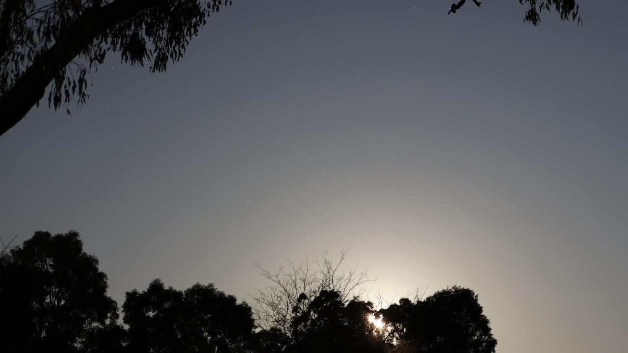 어두운 나무로 둘러싸인 밤하늘에서 달이 뜨고