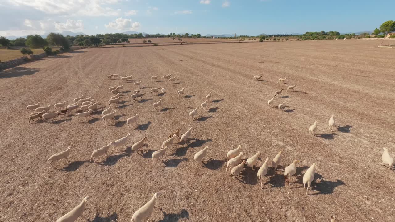 A vibrant scene of a flock of sheep running through golden fields in Mallorca, capturing rural life and agricultural charm