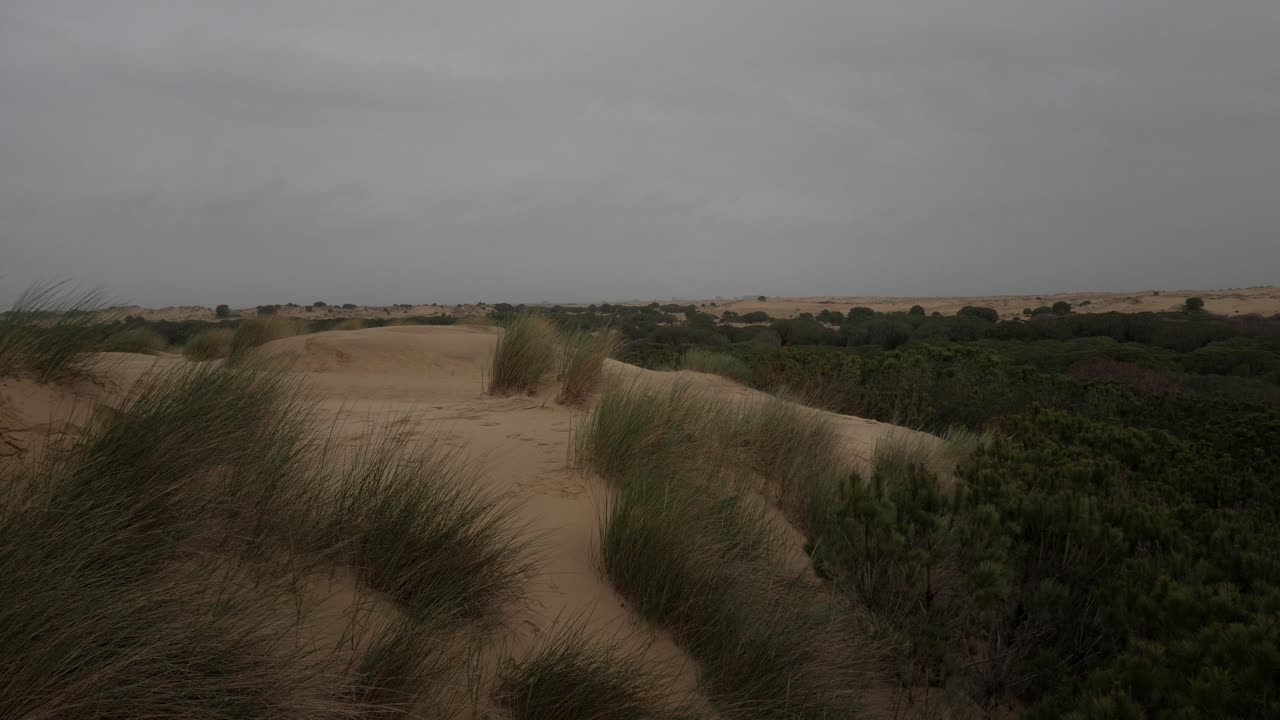 Wide view of sand dunes and vegetation at Doñana National Park in Spain
