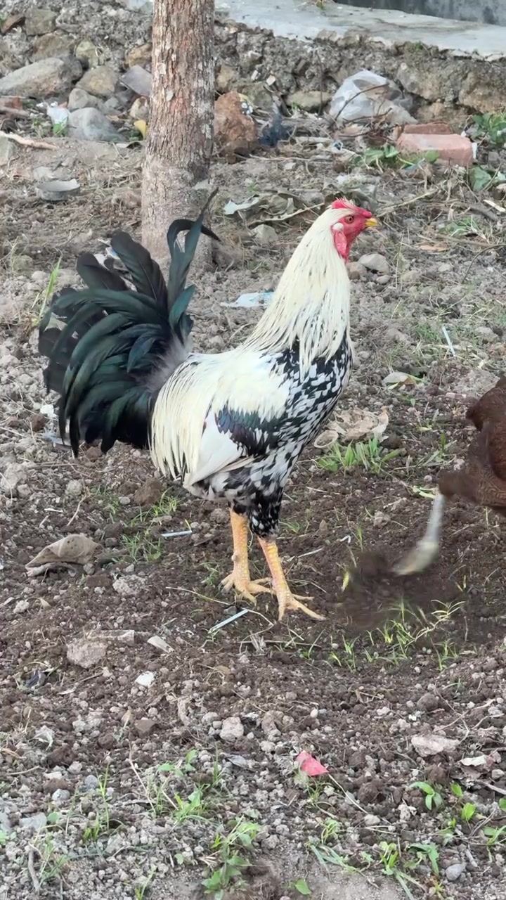Seekor Ayam Jago Mengepakkan Sayapnya di Halaman Belakang Pedesaan