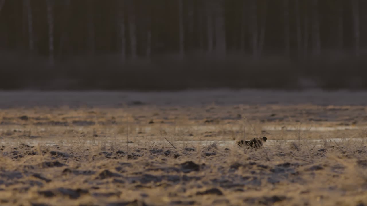 이른 아침에 검은 뇌조 렉