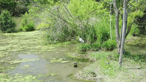 Caza-De-Grullas-Grises-Y-Captura-Exitosa-De-Un-Pez-Pequeño-En-Un-Pantano-Como-Parte-De-Un-Río