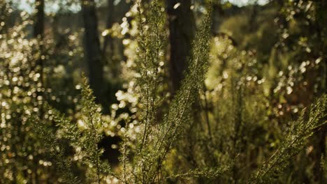 erica arborea close up of a green plant in the forest gently swaying in the wind during a beautiful day