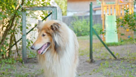 Old-rough-collie-dog-standing-in-his-property,-front-view