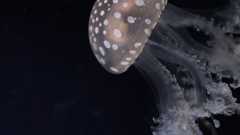 close-up of a spotted jellyfish showcasing its delicate tentacles moving gracefully in dark waters.