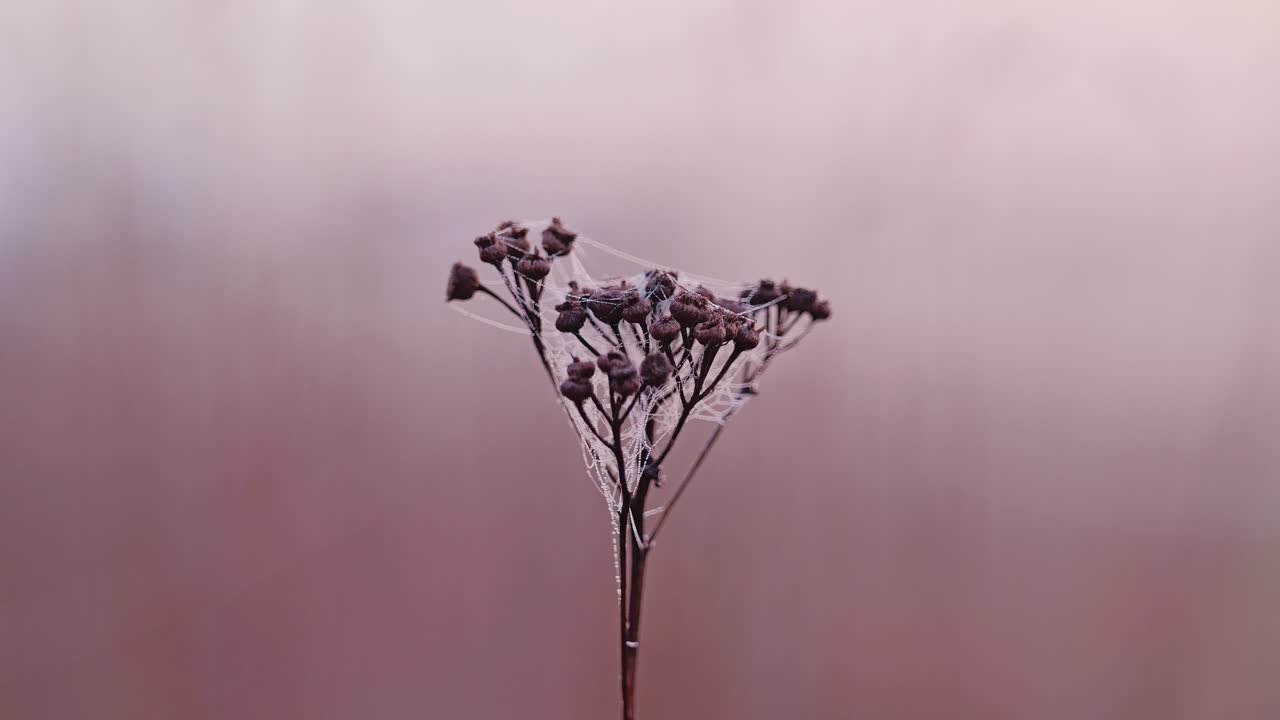 Single plant wrapped in morning mist, cobweb – Latvian nature at sunrise hour