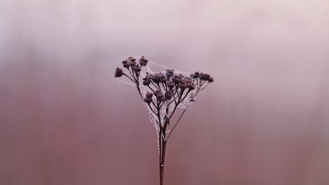 single plant wrapped in morning mist, cobweb – latvian nature at sunrise hour