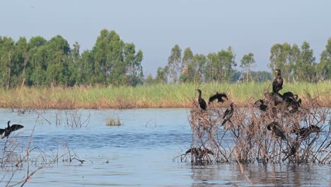 Indischer-Kormoran-Phalacrocorax-Fuscicollis-Am-See-Von-Einem-Fahrenden-Boot-Aus-Aufgenommen,-Während-Sich-Eine-Herde-Unter-Der-Sonne-Sonnt-Und-Andere-Nach-Links-Fliegen,-Bueng-Boraphet-Lake,-Nakhon-Sawan,-Thailand