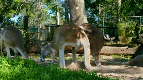 red kangaroo  spotted digging on the sand while the other is scratching its back in lone pine koala sanctuary on a sunny day.-low angle shot