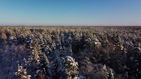 beautiful scenic aerial view of a winter forest in sunny winter day, trees covered with fresh snow, ice and snow covered road, wide angle drone shot moving slow backwards