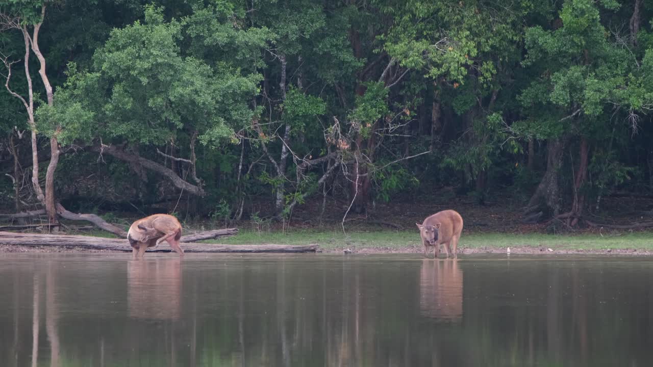 A Doe on the left licking its body while raising its left hind leg, another one on the right shaking and looking towards the other as they both are in the water