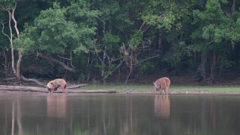 A-Doe-on-the-left-licking-its-body-while-raising-its-left-hind-leg,-another-one-on-the-right-shaking-and-looking-towards-the-other-as-they-both-are-in-the-water