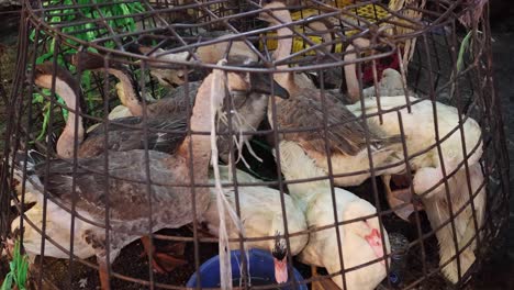 several ducks confined in a small cage outdoors.