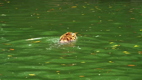 critically endangered species, malayan tiger also known as southern indochinese tiger, panthera tigris jacksoni swimming in the river creek, cooling down in the water, wildlife close up shot