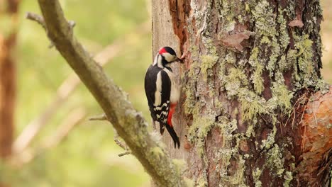 gran pájaro carpintero manchado en un árbol