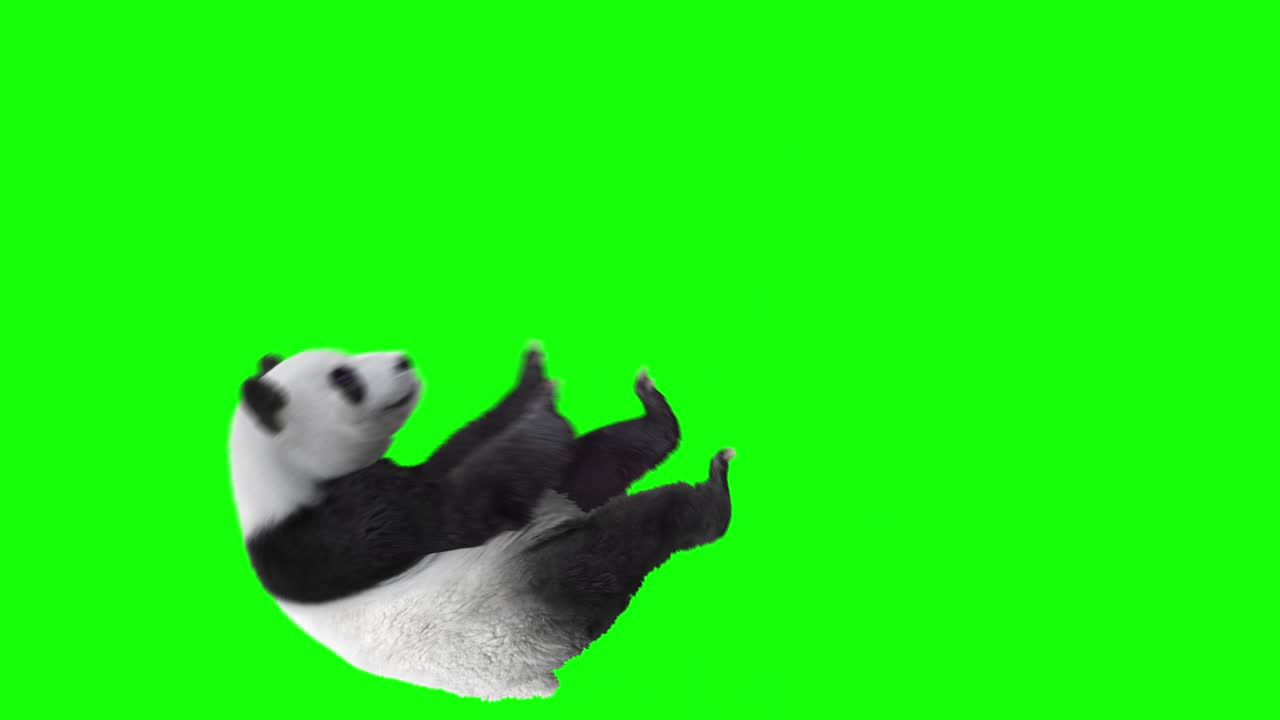 el oso panda es lindo.