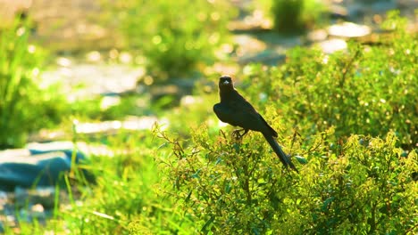 Up-close-Drongo-bird-in-rural-Bangladesh,-bokke-focus-Establish-shot