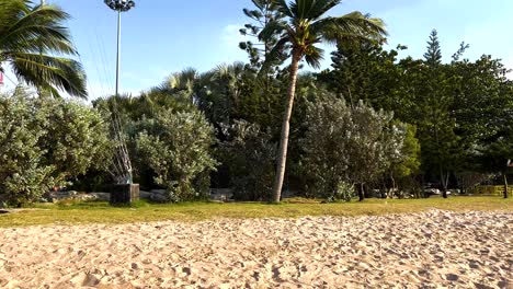 palm trees sway gently on sandy beach