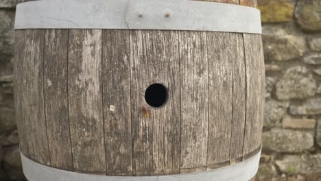 two large wasps make a nest inside an old wine barrel