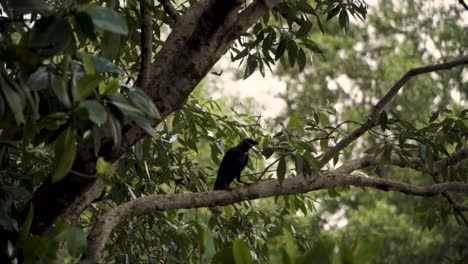 house crow sitting on a tree branch in sungei buloh wetland reserve, singapore