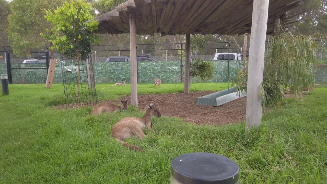 시드니 동물원의 캥거루가 호주 풀밭에 누워