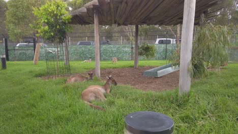 canguros en el zoológico de sydney acostados relajándose en la hierba, australia