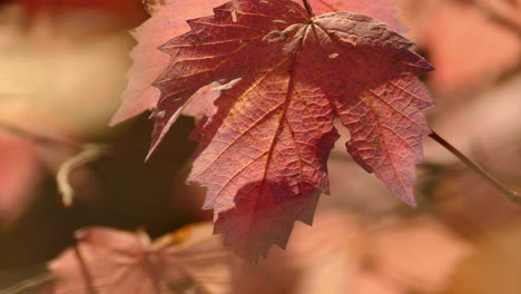 una hermosa hoja de color púrpura antes de que caiga del árbol en el viento de otoño