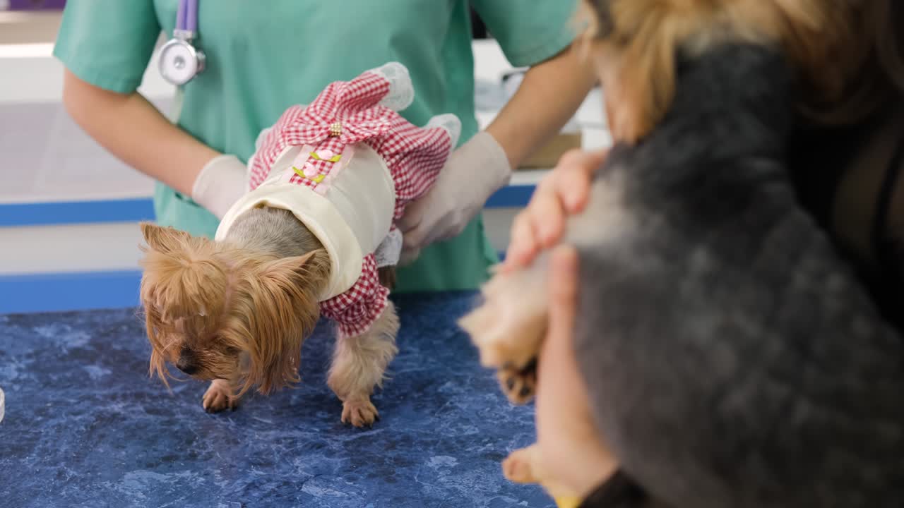 검사 테이블에 있는 작은 요크셔 테리어 개