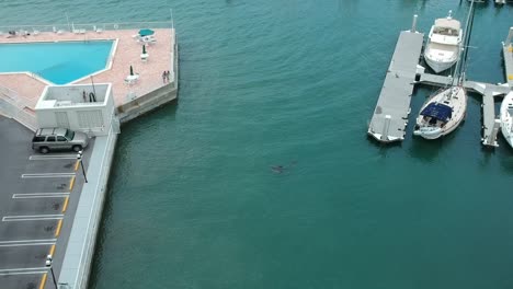 delfines jugando y saltando al pie del puente de agua clara