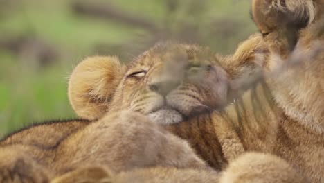 lion cub sleeping