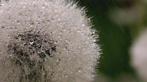 dew-covered dandelion