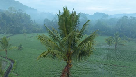 4k drone panning shot at sunrise over rice fields in sidemen, bali with fog, mist, and palm trees. traditional farming and balinese rural life from above.