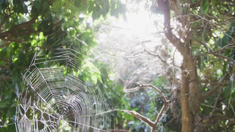 Solar-flare-pan-down-shot-of-a-orb-weaver-spider-sitting-in-the-middle-of-its-spider-web