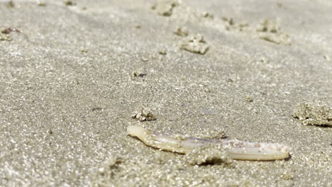 Primer-Plano-De-Una-Babosa-De-Mar-En-Una-Concha-Larga,-En-Una-Playa-De-Arena-Húmeda