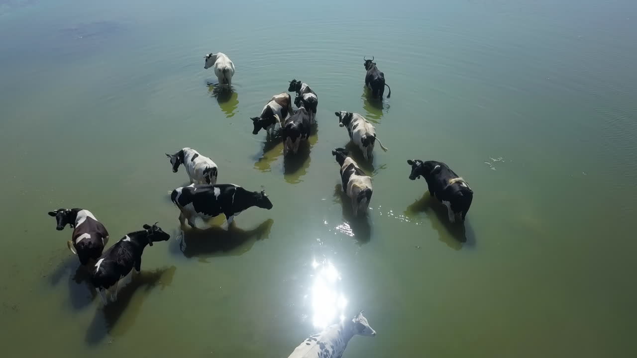 호수 에 있는 소 들