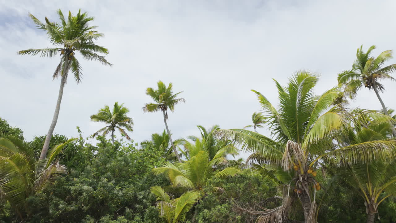Tropical vegetation with lush palm trees on a sandy beach in the Cook Islands