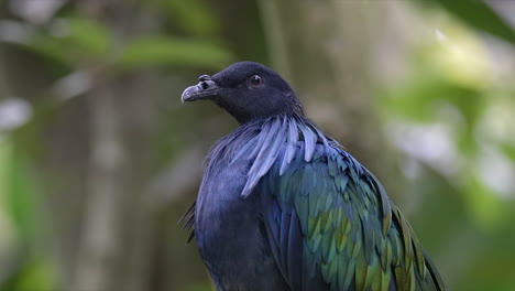 Close-up-portrait-of-rare-nicobar-pigeon