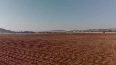 aerial of unused plowed land with cattle on the horizon